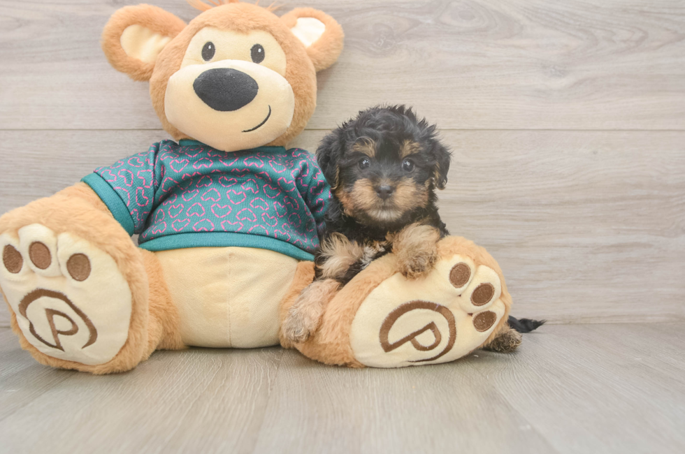 5 week old Yorkie Poo Puppy For Sale - Pilesgrove Pups