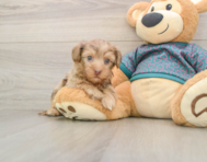 9 week old Yorkie Poo Puppy For Sale - Pilesgrove Pups