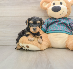 6 week old Yorkie Poo Puppy For Sale - Pilesgrove Pups