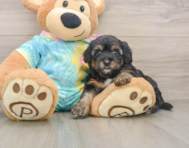 8 week old Yorkie Poo Puppy For Sale - Pilesgrove Pups