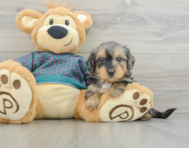 7 week old Yorkie Poo Puppy For Sale - Pilesgrove Pups