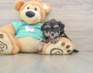 9 week old Yorkie Poo Puppy For Sale - Pilesgrove Pups