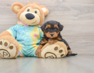 5 week old Yorkie Poo Puppy For Sale - Pilesgrove Pups