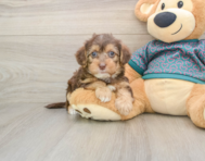 9 week old Yorkie Poo Puppy For Sale - Pilesgrove Pups