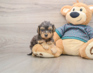 8 week old Yorkie Poo Puppy For Sale - Pilesgrove Pups