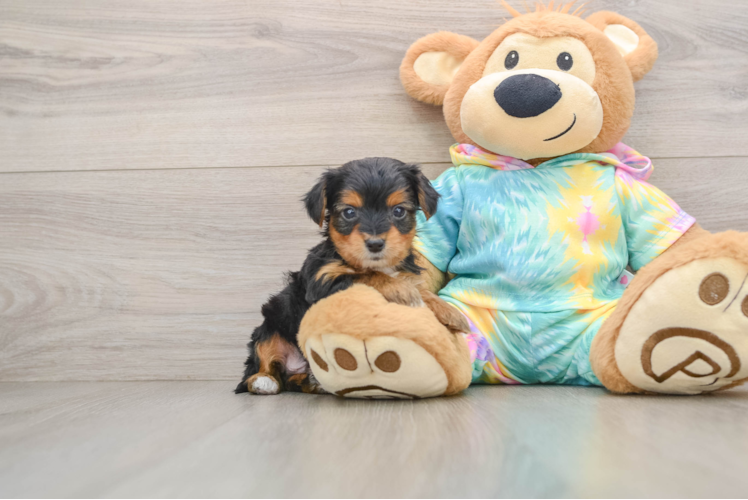 Fluffy Yorkie Poo Poodle Mix Pup