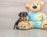 6 week old Yorkie Poo Puppy For Sale - Pilesgrove Pups