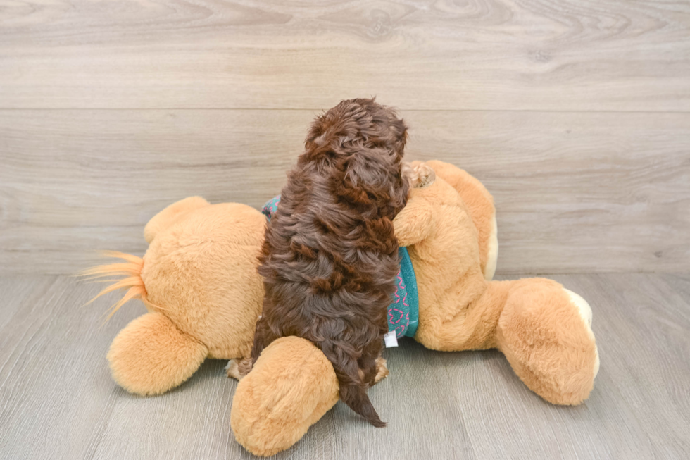 Little Yorkie Poodle Mix Poodle Mix Puppy