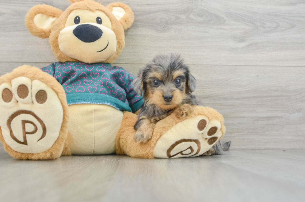 7 week old Yorkie Poo Puppy For Sale - Pilesgrove Pups