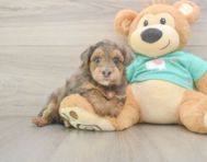 6 week old Yorkie Poo Puppy For Sale - Pilesgrove Pups
