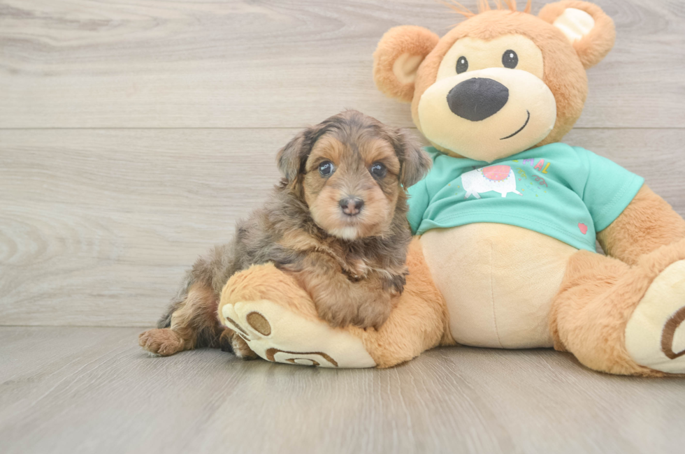 5 week old Yorkie Poo Puppy For Sale - Pilesgrove Pups