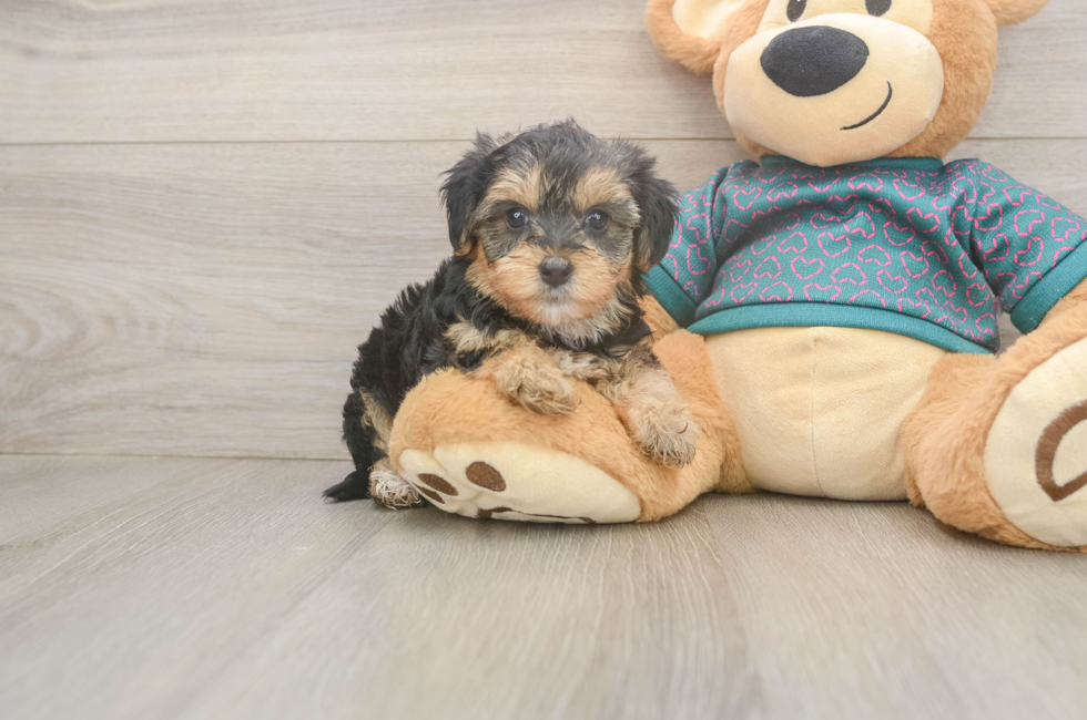 5 week old Yorkie Poo Puppy For Sale - Pilesgrove Pups