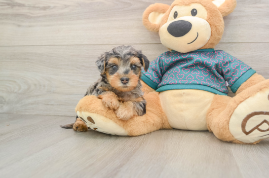 Yorkie Poo Puppy for Adoption