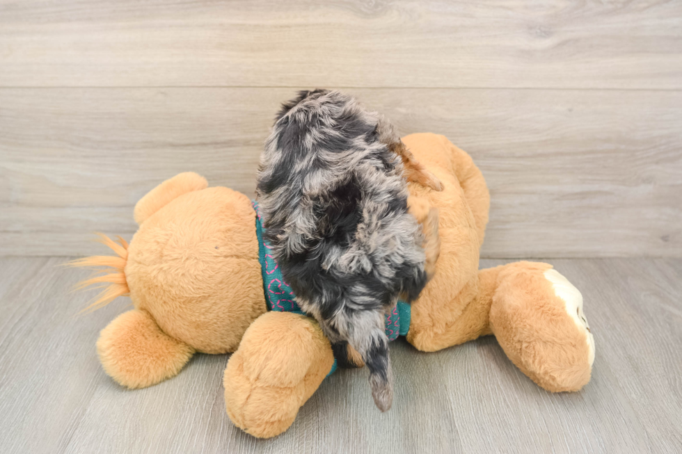 Small Yorkie Poo Baby