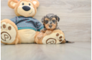 Yorkie Poo Pup Being Cute