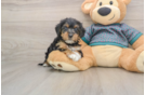 Cute Yorkie Poo Baby