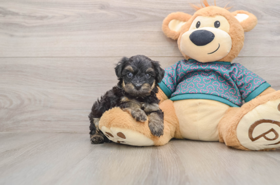 Little Yorkie Poodle Mix Poodle Mix Puppy