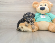 9 week old Yorkie Poo Puppy For Sale - Pilesgrove Pups