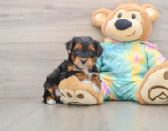 6 week old Yorkie Poo Puppy For Sale - Pilesgrove Pups