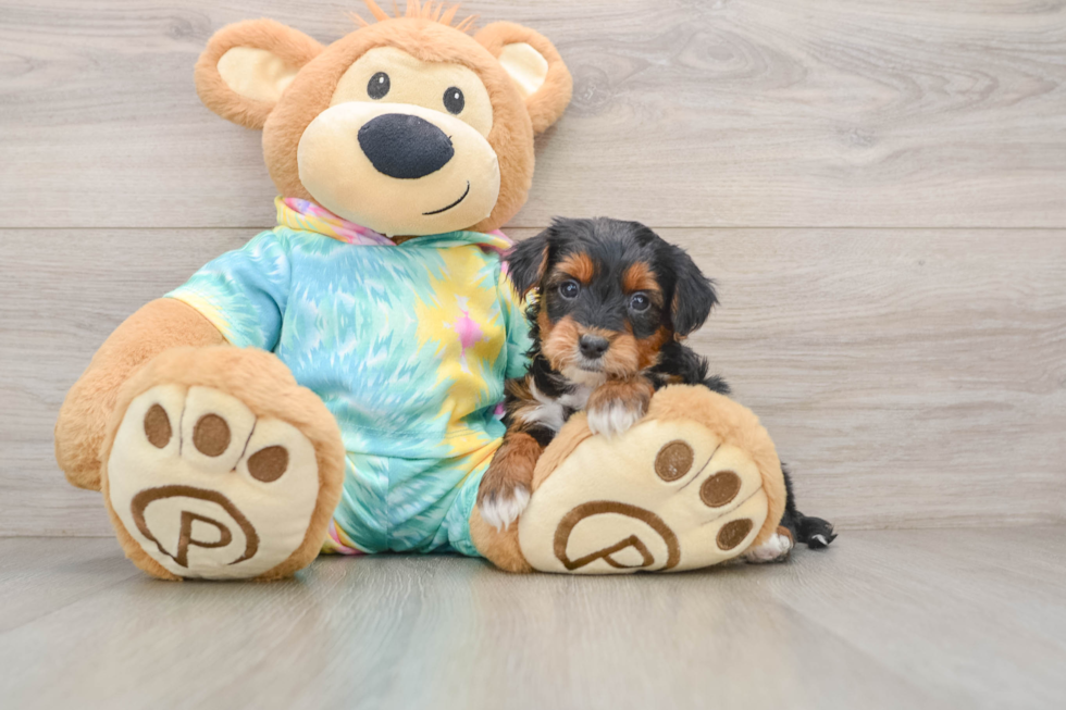 Best Yorkie Poo Baby