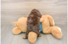 Best Yorkie Poo Baby