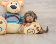 7 week old Yorkie Poo Puppy For Sale - Pilesgrove Pups