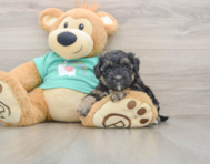 9 week old Yorkie Poo Puppy For Sale - Pilesgrove Pups