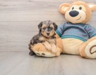 8 week old Yorkie Poo Puppy For Sale - Pilesgrove Pups