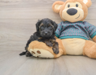 7 week old Yorkie Poo Puppy For Sale - Pilesgrove Pups