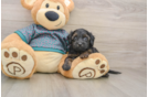 Funny Yorkie Poo Poodle Mix Pup