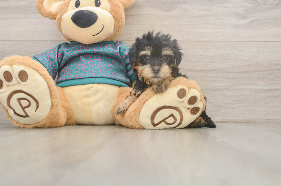 5 week old Yorkie Poo Puppy For Sale - Pilesgrove Pups