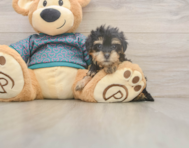 8 week old Yorkie Poo Puppy For Sale - Pilesgrove Pups 8 week old Yorkie Poo Puppy For Sale - Pilesgrove Pups