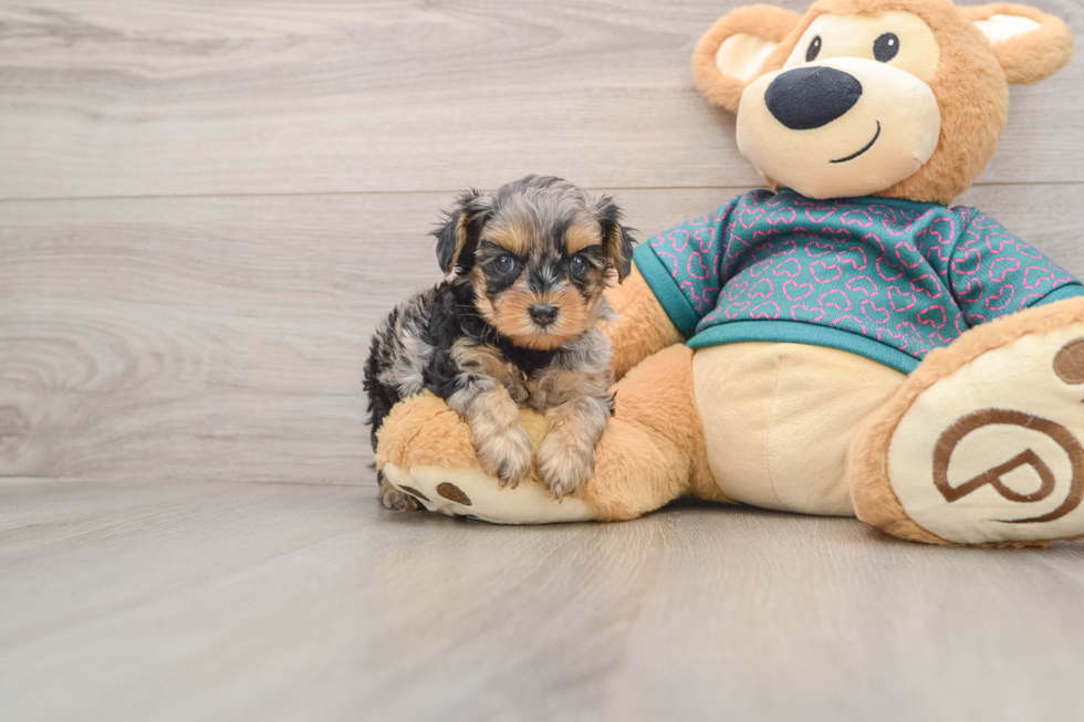 Petite Yorkie Poo Poodle Mix Pup
