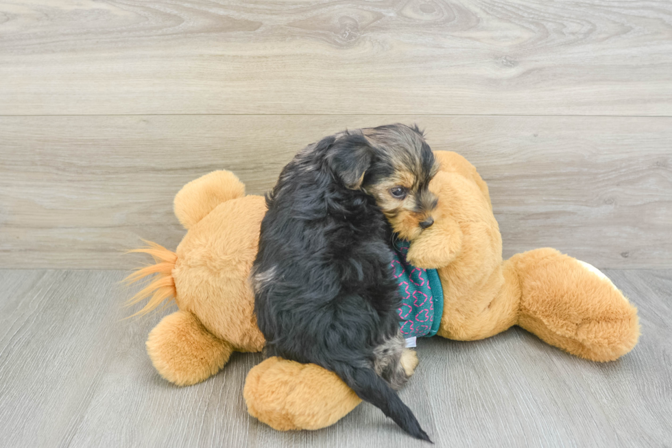 Friendly Yorkie Poo Baby