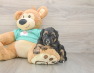 6 week old Yorkie Poo Puppy For Sale - Pilesgrove Pups