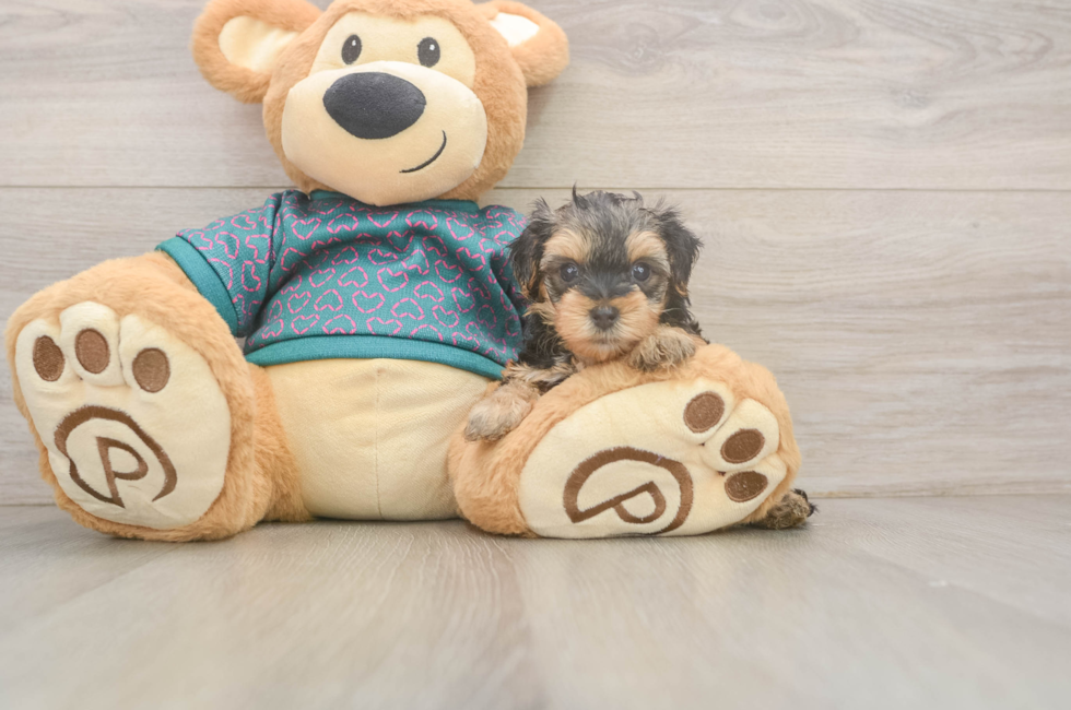 5 week old Yorkie Poo Puppy For Sale - Pilesgrove Pups