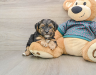 9 week old Yorkie Poo Puppy For Sale - Pilesgrove Pups