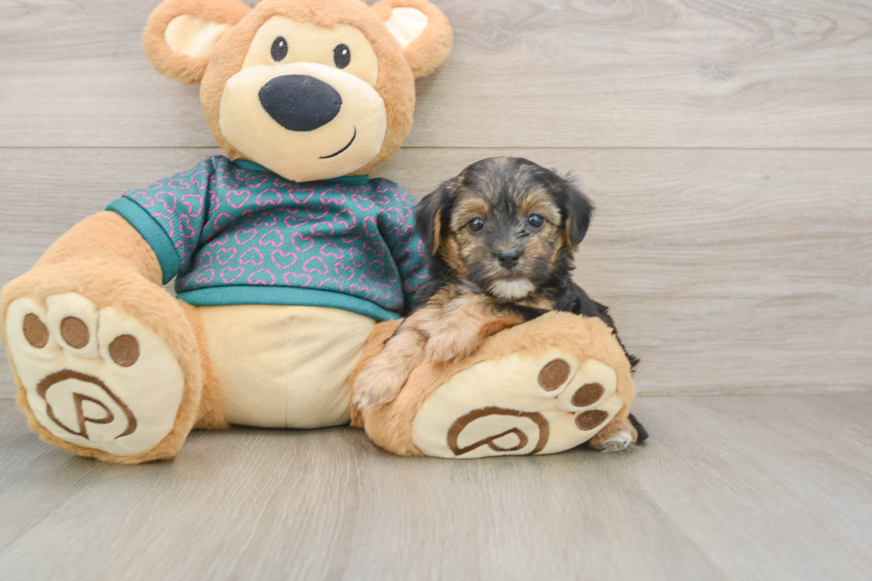 Smart Yorkie Poo Poodle Mix Pup