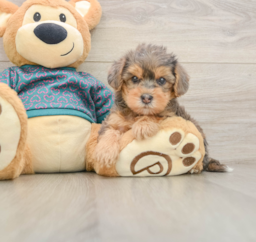 6 week old Yorkie Poo Puppy For Sale - Pilesgrove Pups