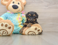9 week old Yorkie Poo Puppy For Sale - Pilesgrove Pups