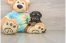 Playful Yo Yo Poo Poodle Mix Puppy