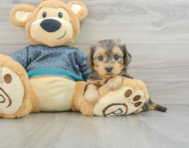 7 week old Yorkie Poo Puppy For Sale - Pilesgrove Pups