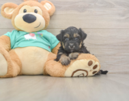 7 week old Yorkie Poo Puppy For Sale - Pilesgrove Pups