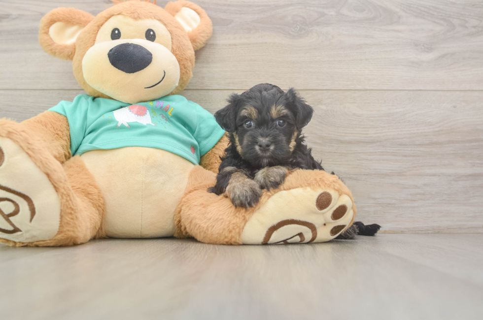 5 week old Yorkie Poo Puppy For Sale - Pilesgrove Pups