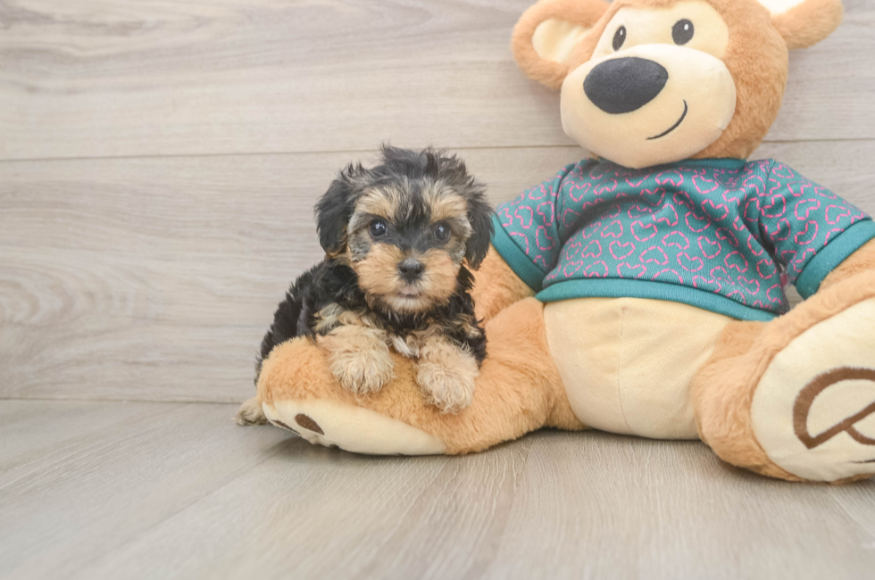 5 week old Yorkie Poo Puppy For Sale - Pilesgrove Pups