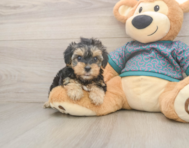 8 week old Yorkie Poo Puppy For Sale - Pilesgrove Pups 8 week old Yorkie Poo Puppy For Sale - Pilesgrove Pups