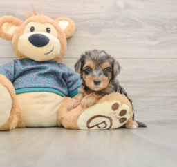 7 week old Yorkie Poo Puppy For Sale - Pilesgrove Pups