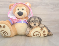 7 week old Yorkie Poo Puppy For Sale - Pilesgrove Pups