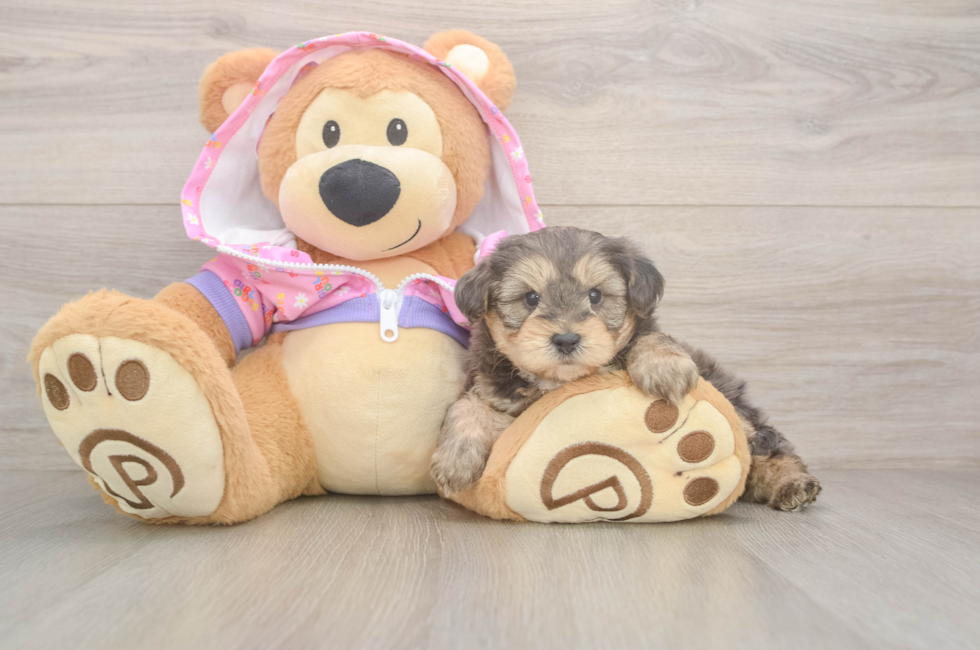 5 week old Yorkie Poo Puppy For Sale - Pilesgrove Pups