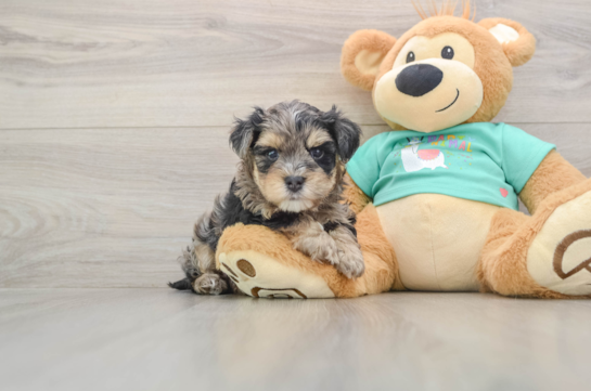 Sweet Yorkie Poo Baby